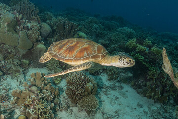 Hawksbill sea turtle at the Tubbataha Reefs national park Philippines
