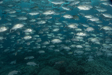 Fish swim at the Tubbataha Reefs national park Philippines
