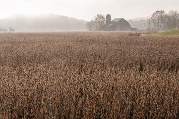 Soybeans and barn fog