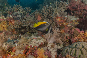 Fish swim at the Tubbataha Reefs national park Philippines
