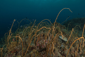 Coral reef and water plants at the Tubbataha Reefs, Philippines
