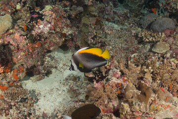 Fish swim at the Tubbataha Reefs national park Philippines
