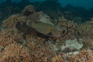 Fish swim at the Tubbataha Reefs national park Philippines
