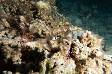 Coral reef and water plants at the Tubbataha Reefs, Philippines
