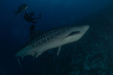 Whale shark at the tubbataha reef national park Philippines
