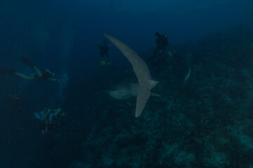 Whale shark at the tubbataha reef national park Philippines
