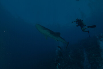 Whale shark at the tubbataha reef national park Philippines
