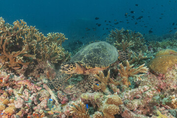 Hawksbill sea turtle at the Tubbataha Reefs national park Philippines
