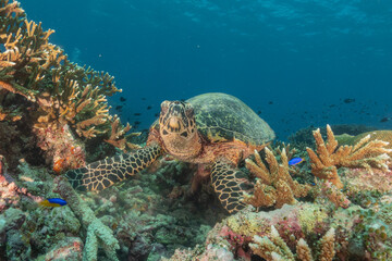 Hawksbill sea turtle at the Tubbataha Reefs national park Philippines
