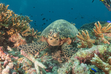 Hawksbill sea turtle at the Tubbataha Reefs national park Philippines
