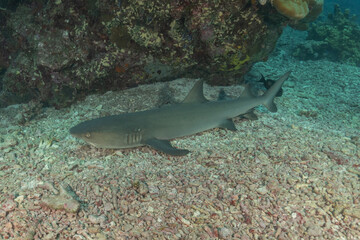 Thresher Shark swimming at the Tubbataha Reefs Philippines
