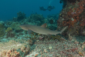 Thresher Shark swimming at the Tubbataha Reefs Philippines

