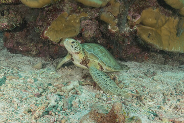 Hawksbill sea turtle at the Tubbataha Reefs national park Philippines
