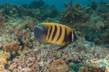 Fish swim at the Tubbataha Reefs national park Philippines
