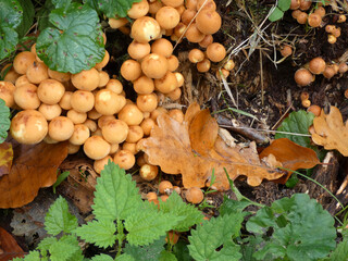 Forest mushrooms in the Rostock Heath near Hinrichsdorf (Germany)