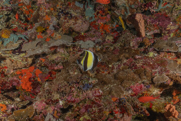 Fish swim at the Tubbataha Reefs national park Philippines
