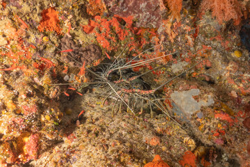 Painted Lobster(Panulirus versicolor) at the Tubbataha Reef National Park Philippines
