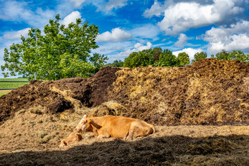 Eine Kuh und ihr Kalb vor einem Misthaufen im Kuhstall © focus finder
