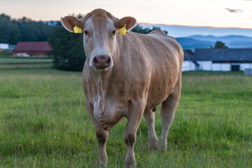 Cow on pasture land with sunset colors near Kremze town in south Bohemia