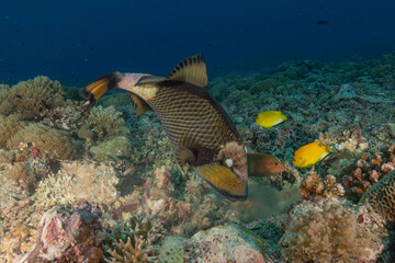 Fish swim at the Tubbataha Reefs national park Philippines
