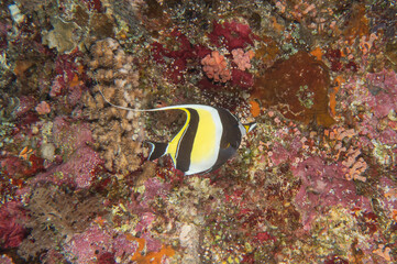 Fish swim at the Tubbataha Reefs national park Philippines
