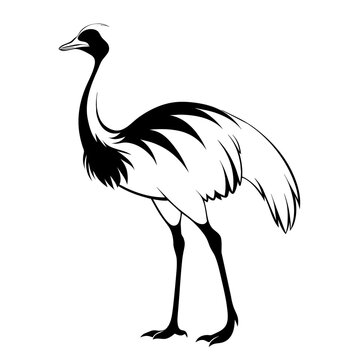 recommend clip art: emu, captured in profile with detailed plumage, embodying the grace of this unique, flightless bird.