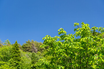 ホウノキの花が咲く森の木