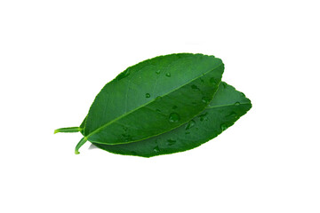Obraz premium Green lime leaves with water dropper isolated on white background with transparent.