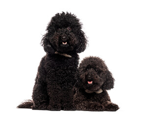 Two black poodles posing together on white background