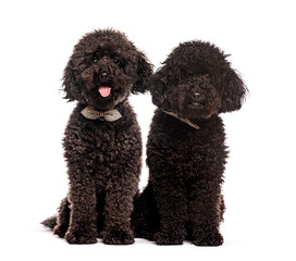 Two black poodles sitting and wearing checkered bow ties