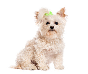 Bichon maltese cross dog sitting and looking curious