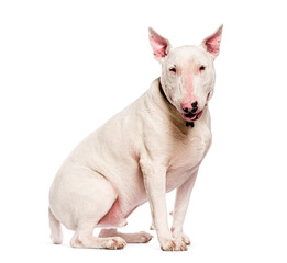 Obraz premium White bull terrier sitting and looking at camera