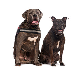 Obraz premium Two dogs sitting and panting on white background