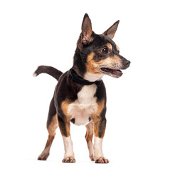 Curious mixed breed dog standing and looking away on white background