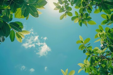 Green leaves against a blue sky with sunlight