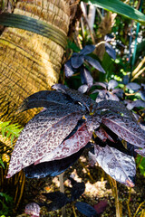 exotic purple leaves of a tropical plant in a botanical garden