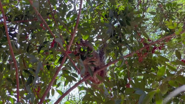 Ardillas trepando arboles verdes.