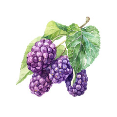 mulberry vector illustration in watercolor style