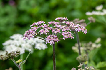 hogweed growing in a field hedge