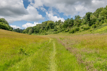 footpath through a meadow