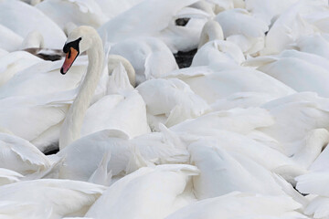 One swan standing out from the herd