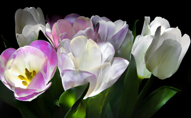Bouquet of tulips. The light illuminates the flowers from within