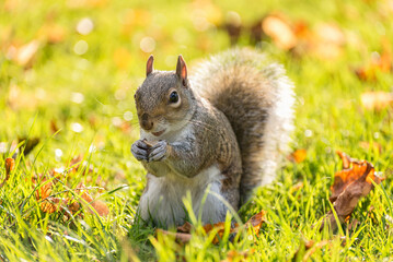 Beautiful squirrel holding peanut