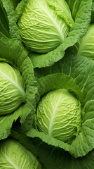 Fototapeta premium Cabbage Greenery, Texture Background Abstract Image Pattern, For Wallpaper, Background, Cover and Screen of Cell Phone, Smartphone, Computer, Laptop, Format 9:16 and 16:9 - PNG