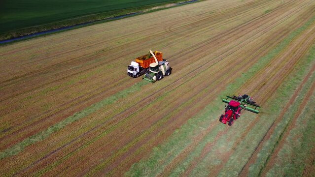 Top view. Forage harvester, tractor in field collects mown grass for silage. Harvesting haylage, feed for livestock, cows. Tractor collects grass for mowing. Agricultural machinery works in field.