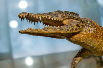 Obraz premium A stuffed small crocodile with an open mouth on the table