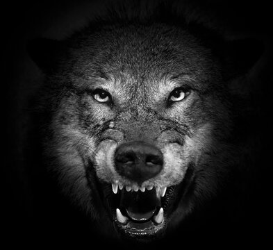 The muzzle of an evil wolf on a black background