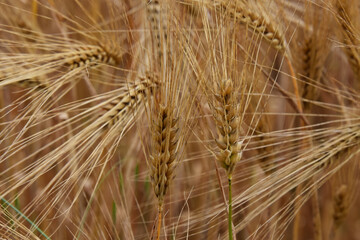 ears of wheat in a field