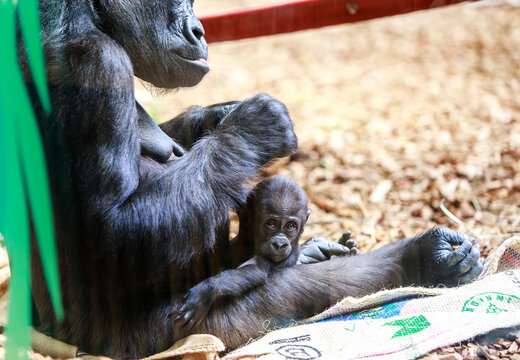 Adorable baby gorilla sitting on mothers lap, looking into camera