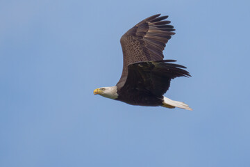 Bald Eagle inflight